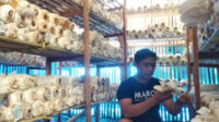 Bisnis jamur tiram Bisnis jamur tiram