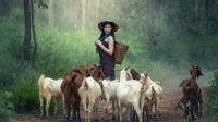 peternak kambing
