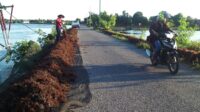 rumput laut luwu timur