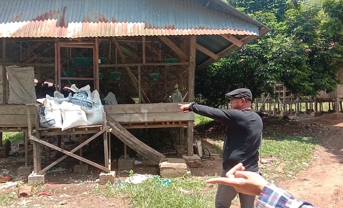 peternakan ayam