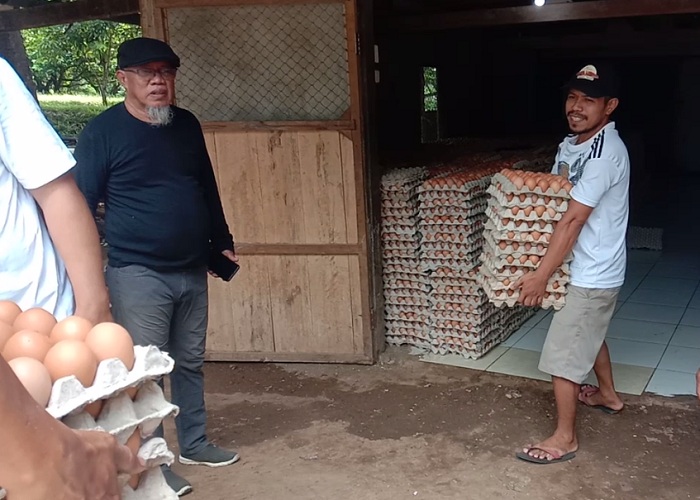 peternak ayam petelur