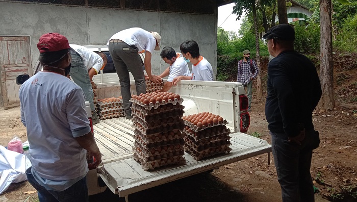 peternak ayam petelur