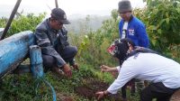 penanaman bibit
