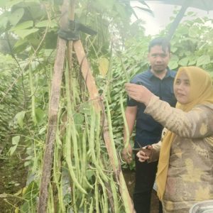sinjai mei buncis